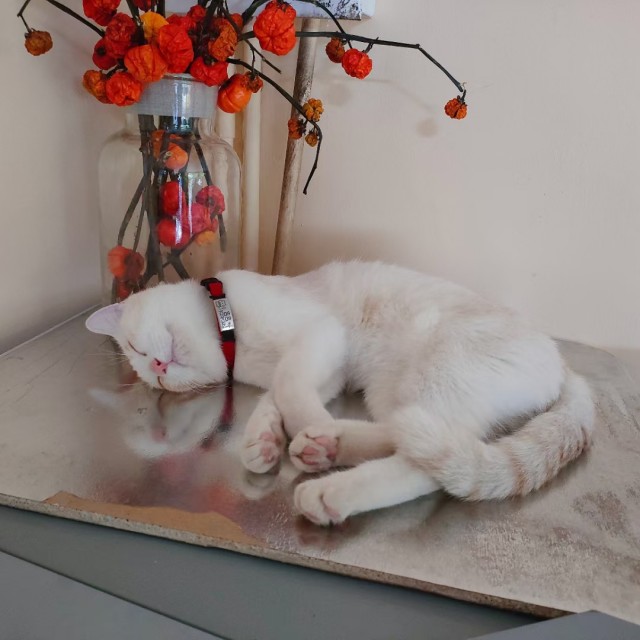 公司的小猫们mmexport1741228503189.jpg
