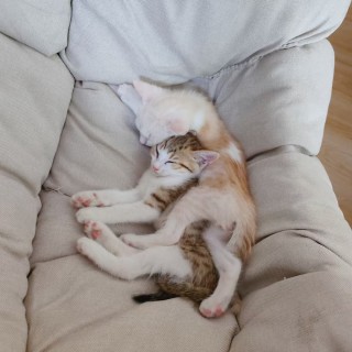 公司的小猫们mmexport1741166241967.jpg
