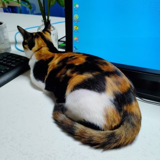 公司的小猫们mmexport1741167722074.jpg