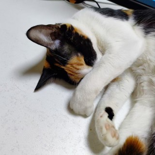 公司的小猫们mmexport1741167984251.jpg