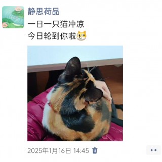 公司的小猫们img_20250306_115407.jpg