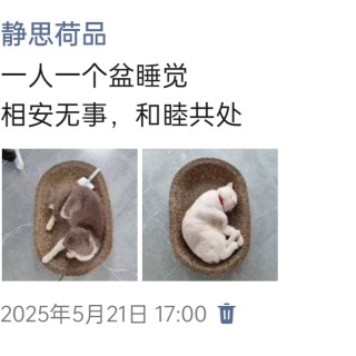 公司的小猫们img_20250525_190607.jpg