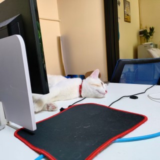 公司的小猫们mmexport1741225692654.jpg