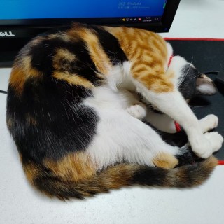 公司的小猫们mmexport1741167965774.jpg