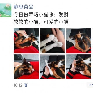 公司的小猫们img_20250403_182141.jpg