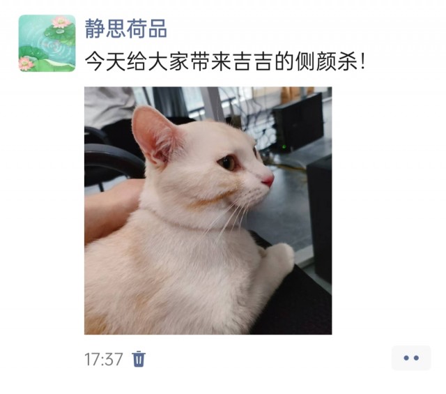 公司的小猫们img_20250328_180406.jpg