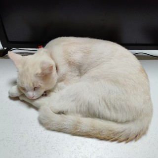 公司的小猫们mmexport1741228518136.jpg