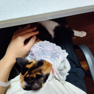 公司的小猫们mmexport1741227575653.jpg