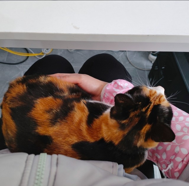 公司的小猫们img_20250331_180349.jpg
