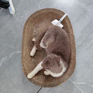 公司的小猫们mmexport1748171054491.jpg
