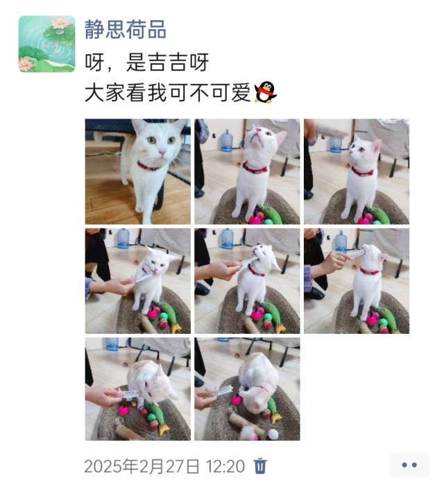 公司的小猫们img_20250306_143124.jpg