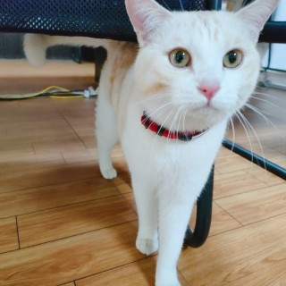 公司的小猫们mmexport1741242440052.jpg
