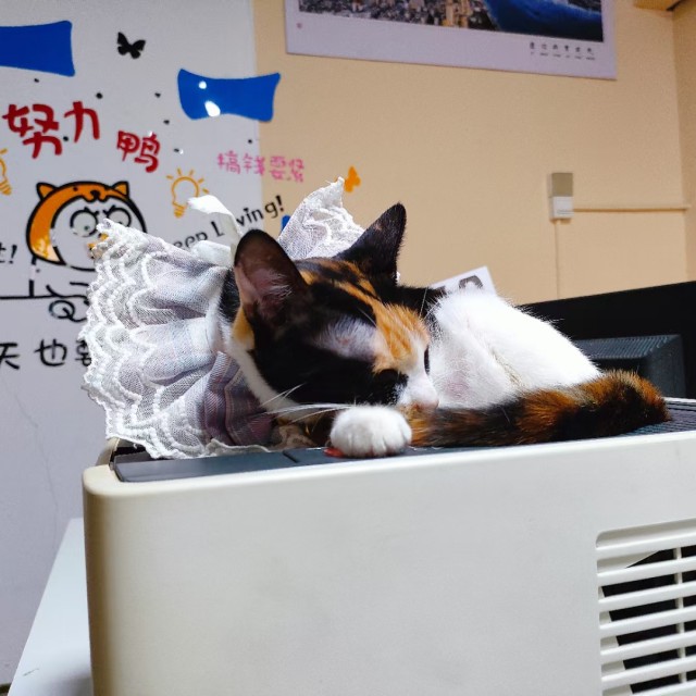 公司的小猫们mmexport1741227882093.jpg