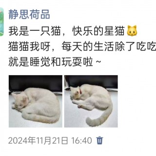 公司的小猫们img_20250306_103741.jpg