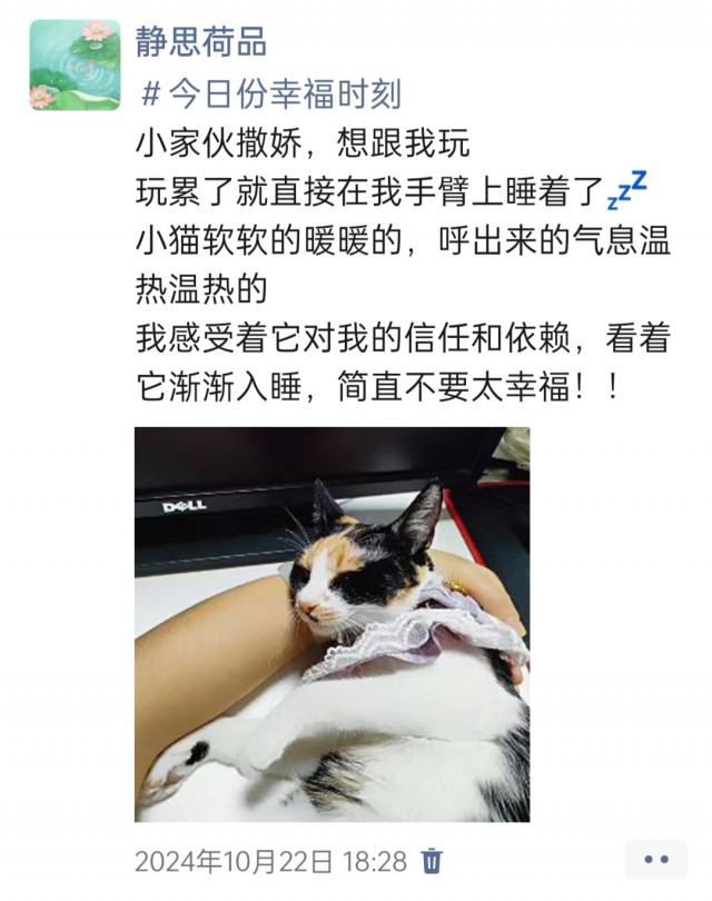公司的小猫们img_20250306_095253.jpg