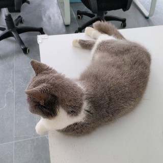 公司的小猫们mmexport1747304006110.jpg