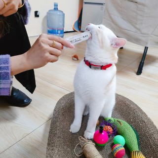 公司的小猫们mmexport1741242453007.jpg