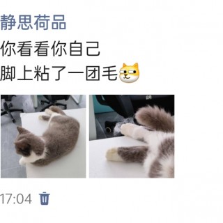公司的小猫们img_20250515_181833.jpg