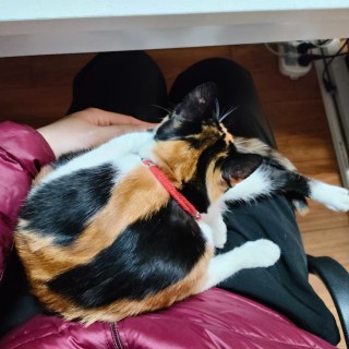 公司的小猫们mmexport1741232610524.jpg