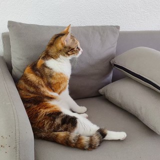 公司的小猫们mmexport1744619766982.jpg