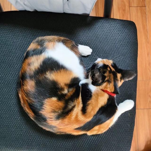 公司的小猫们mmexport1741225865540.jpg