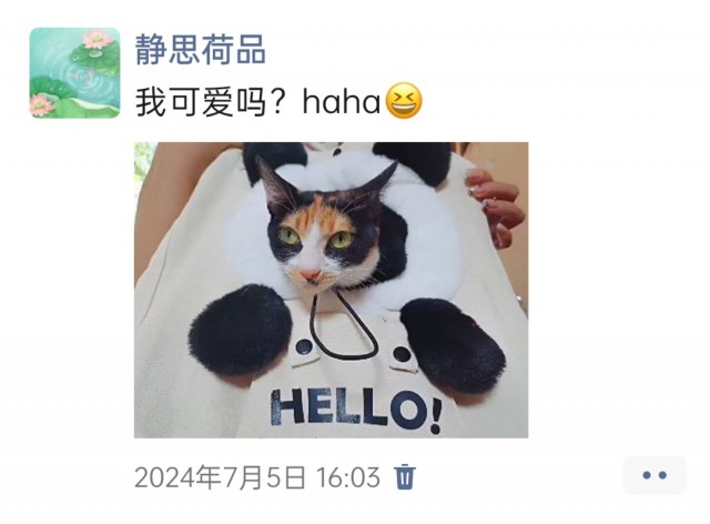 公司的小猫们img_20250305_171152.jpg