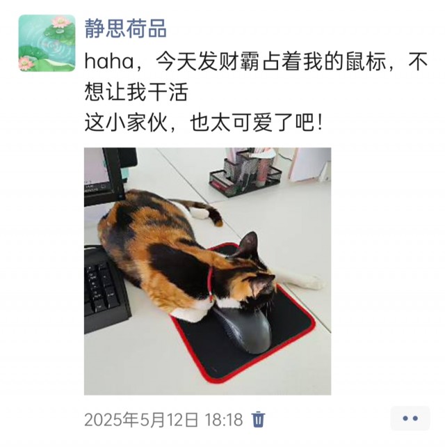 公司的小猫们img_20250515_181611.jpg