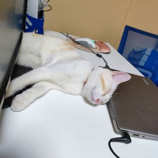 公司的小猫们mmexport1741230425026.jpg