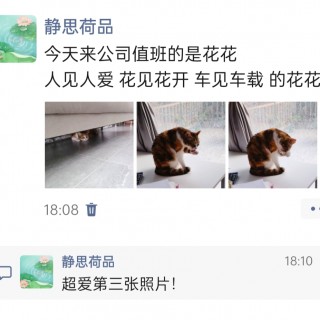 公司的小猫们img_20250327_181606.jpg
