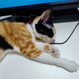 公司的小猫们mmexport1741167972709.jpg