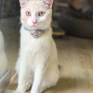 公司的小猫们mmexport1741227799621.jpg