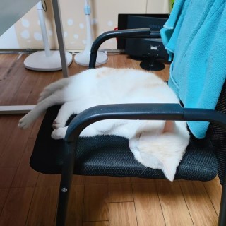 公司的小猫们mmexport1741242498021.jpg