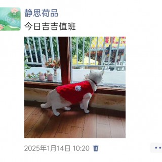 公司的小猫们img_20250306_114211.jpg