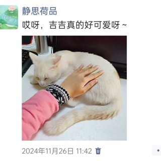 公司的小猫们img_20250306_103803.jpg