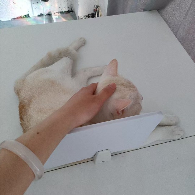 公司的小猫们mmexport1742894963938.jpg