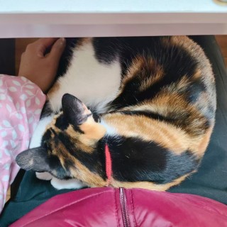 公司的小猫们mmexport1741231407304.jpg