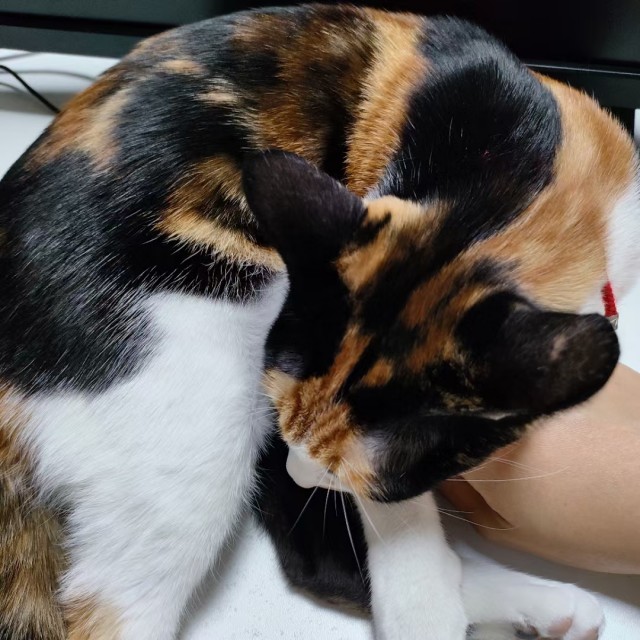 公司的小猫们mmexport1741227815118.jpg