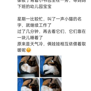 公司的小猫们img_20250306_110426.jpg