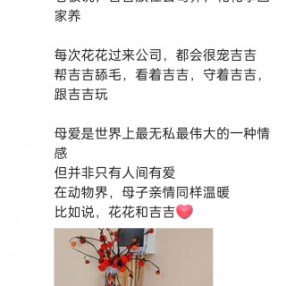 公司的小猫们img_20250306_103753.jpg