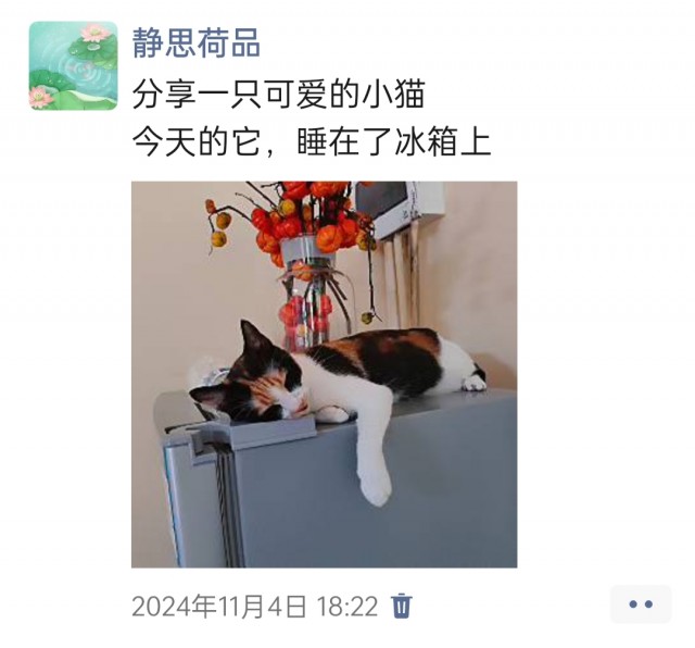 公司的小猫们img_20250306_102521.jpg