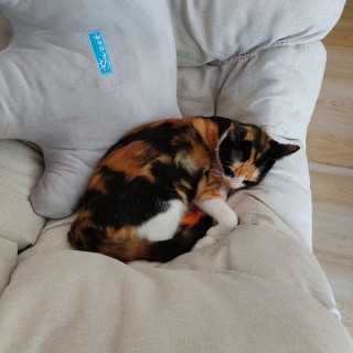 公司的小猫们mmexport1741167332247.jpg