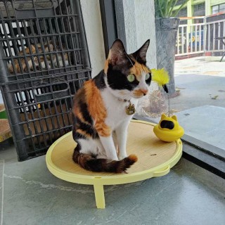 公司的小猫们mmexport1753931868173.jpg