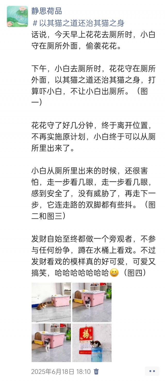 公司的小猫们img_20250731_112514.jpg