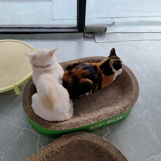 公司的小猫们mmexport1753931972137.jpg