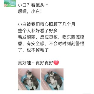 公司的小猫们img_20250731_180742.jpg