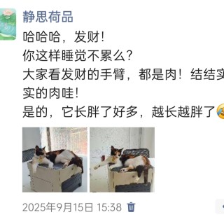 公司的小猫们img_20251126_150831.jpg