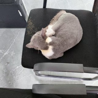 公司的小猫们mmexport1753932094509.jpg