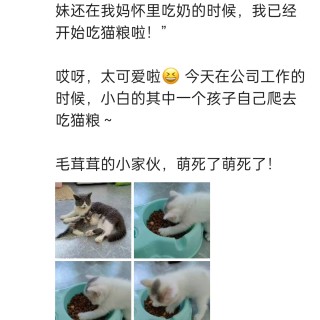 公司的小猫们img_20251126_144111.jpg