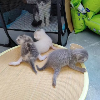 公司的小猫们mmexport1753956233135.jpg