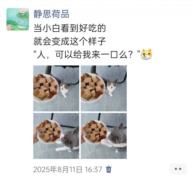 公司的小猫们img_20251126_144102.jpg